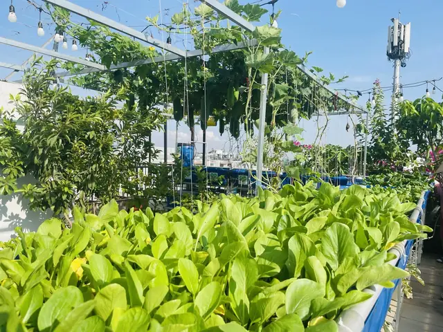 Hướng Dẫn Chi Tiết Cách Trồng Rau Cải Trên Sân Thượng Dễ Dàng Cho Người Mới Bắt Đầu