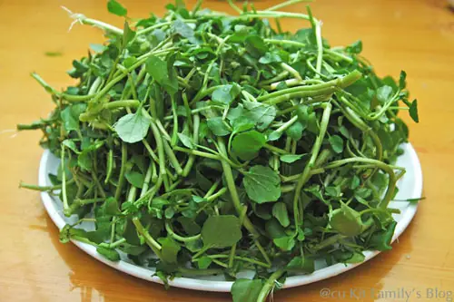 Hướng Dẫn Chi Tiết Cách Trồng Rau Cải Xoong Trong Thùng Xốp Tại Nhà