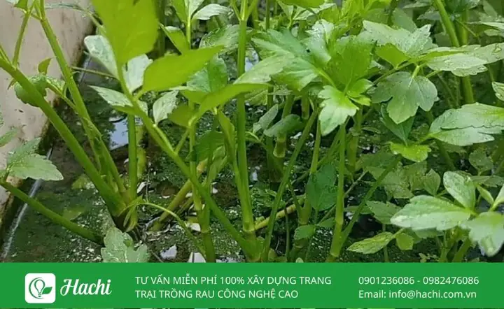 Cách Trồng Rau Cần Nước Trong Thùng Xốp: Hướng Dẫn Chi Tiết Từ A-Z Cách Trồng Rau Cần Nước Trong Thùng Xốp: Hướng Dẫn Chi Tiết Từ A-Z