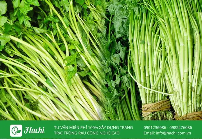 Cách Trồng Rau Cần Nước Trong Thùng Xốp: Hướng Dẫn Chi Tiết Từ A-Z Cách Trồng Rau Cần Nước Trong Thùng Xốp: Hướng Dẫn Chi Tiết Từ A-Z
