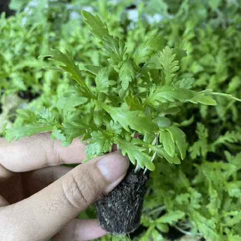 Cách Trồng Rau Cúc Tần (tần Ô) Chuẩn Chỉnh Từ A-Z Cho Người Mới Bắt Đầu Cách Trồng Rau Cúc Tần (tần Ô) Chuẩn Chỉnh Từ A-Z Cho Người Mới Bắt Đầu