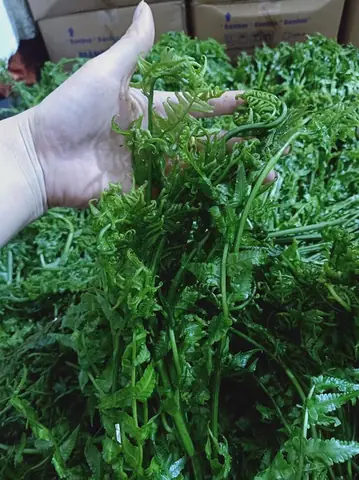 Hướng Dẫn Trồng Và Chăm Sóc Rau Dớn: Từ Cây Dại Thành Đặc Sản Bán Chạy Hướng Dẫn Trồng Và Chăm Sóc Rau Dớn: Từ Cây Dại Thành Đặc Sản Bán Chạy