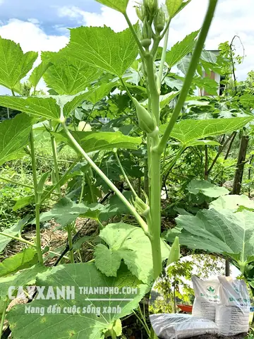 Cách Trồng Rau Sạch Dưới Đất: Chuẩn Bị Đất & Kỹ Thuật Cho Vườn Rau Tốt Tươi