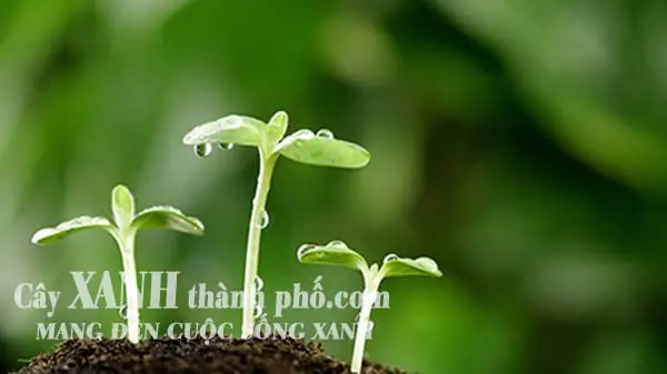 Cách Trồng Rau Sạch Dưới Đất: Chuẩn Bị Đất & Kỹ Thuật Cho Vườn Rau Tốt Tươi