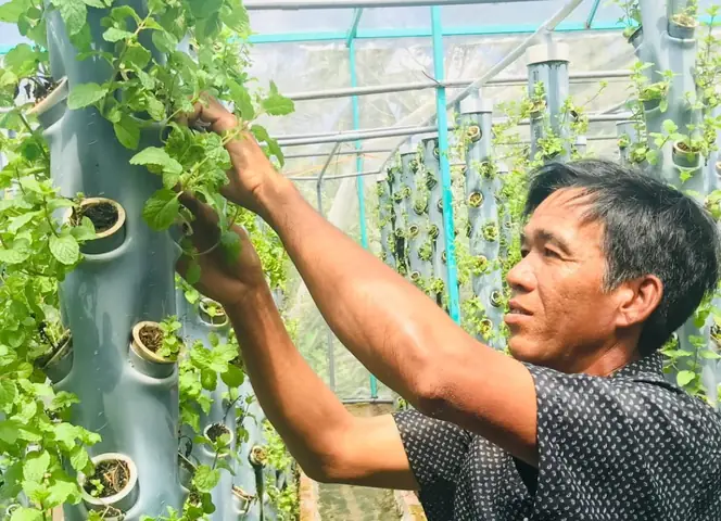 Hướng Dẫn Chi Tiết Cách Trồng Rau Khí Canh Tại Nhà: Từ A-Z