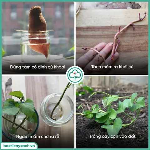 Cách Trồng Rau Lang Siêu Ngọn, Thu Hoạch Nhanh Tại Nhà Cách Trồng Rau Lang Siêu Ngọn, Thu Hoạch Nhanh Tại Nhà