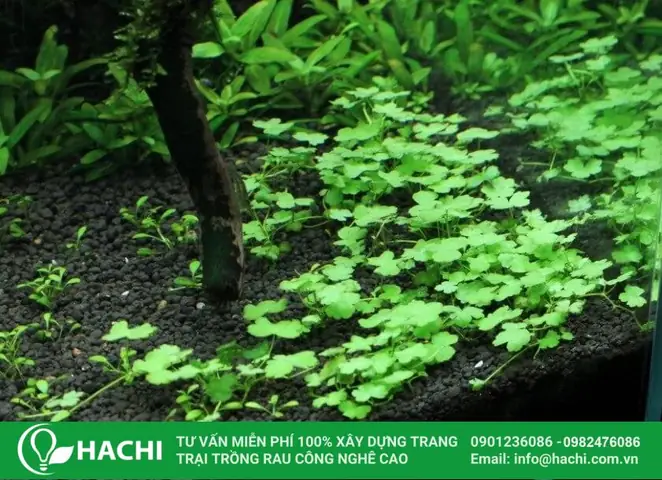 Hướng Dẫn Chi Tiết Cách Trồng Và Chăm Sóc Rau Má Hương Thủy Sinh Chuẩn Kỹ Thuật Hướng Dẫn Chi Tiết Cách Trồng Và Chăm Sóc Rau Má Hương Thủy Sinh Chuẩn Kỹ Thuật