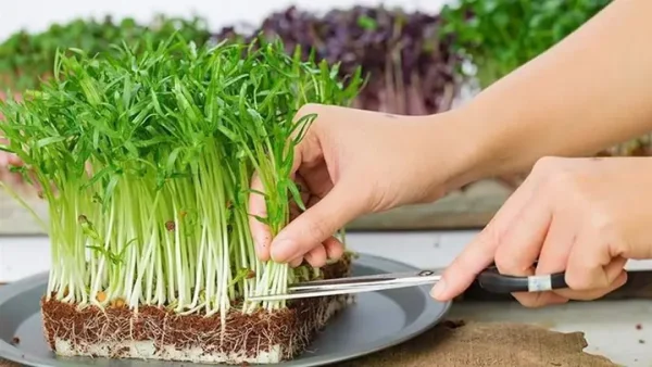 Hướng Dẫn Trồng Rau Mầm Tại Nhà: Từ A-Z Cho Người Mới Bắt Đầu