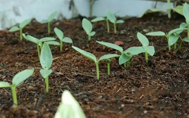 Hướng Dẫn Chi Tiết Cách Trồng Rau Mồng Tơi Bằng Hạt Tại Nhà Thành Công