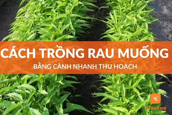 Cách Trồng Rau Muống Bằng Cành: Hướng Dẫn Chi Tiết Từ A-Z Nhanh Thu Hoạch