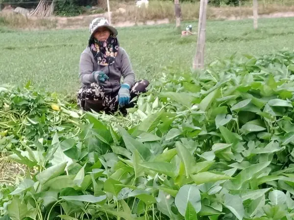Cách Trồng Rau Muống Nước Tại Nhà Dễ Dàng, Nhanh Tốt