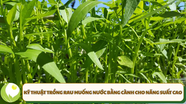 Cách Trồng Rau Muống Nước Tại Nhà Dễ Dàng, Nhanh Tốt