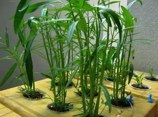 Cách Trồng Rau Muống Nước Trong Thùng Xốp Đơn Giản, Hiệu Quả Tại Nhà