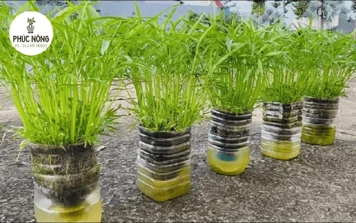 Hướng Dẫn Cách Trồng Rau Muống Trong Chai Nhựa Đơn Giản, Nhanh Thu Hoạch Hướng Dẫn Cách Trồng Rau Muống Trong Chai Nhựa Đơn Giản, Nhanh Thu Hoạch