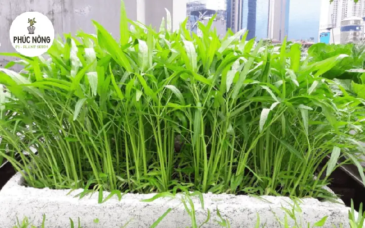 Hướng Dẫn Cách Trồng Rau Muống Trong Chai Nhựa Đơn Giản, Nhanh Thu Hoạch Hướng Dẫn Cách Trồng Rau Muống Trong Chai Nhựa Đơn Giản, Nhanh Thu Hoạch