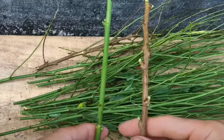 Hướng Dẫn Chi Tiết Cách Trồng Rau Ngót Tại Nhà Đơn Giản, Nhanh Thu Hoạch Hướng Dẫn Chi Tiết Cách Trồng Rau Ngót Tại Nhà Đơn Giản, Nhanh Thu Hoạch