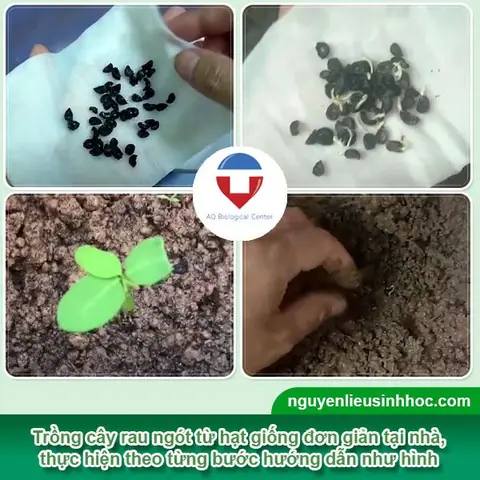 Hướng Dẫn Trồng Rau Ngót Từ Hạt: Từ A-Z Cho Vườn Rau Tươi Tốt