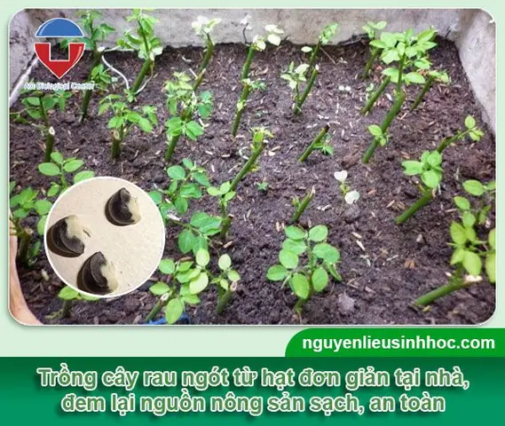 Hướng Dẫn Trồng Rau Ngót Từ Hạt: Từ A-Z Cho Vườn Rau Tươi Tốt