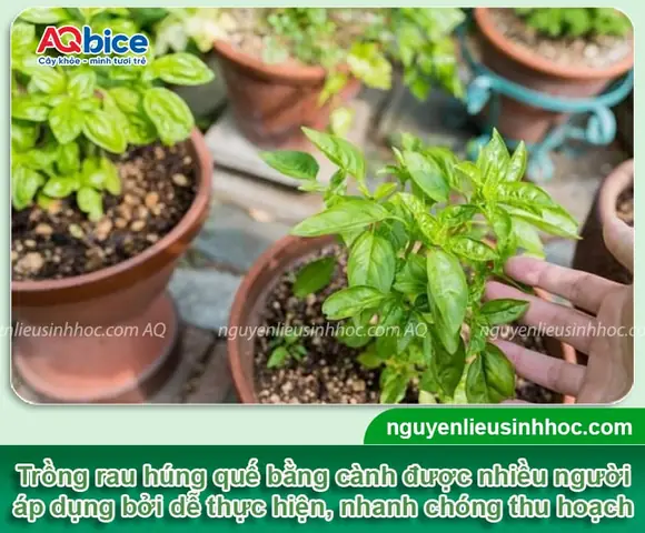 Hướng Dẫn Chi Tiết Cách Trồng Rau Quế Từ Cành Dễ Thành Công Tại Nhà