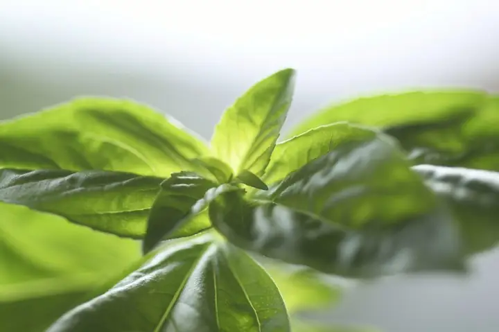Hướng Dẫn Chi Tiết Cách Trồng Rau Quế Từ Cành Dễ Thành Công Tại Nhà