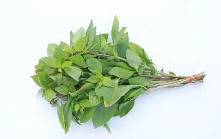 Hướng Dẫn Chi Tiết Cách Trồng Rau Quế Từ Cành Dễ Thành Công Tại Nhà