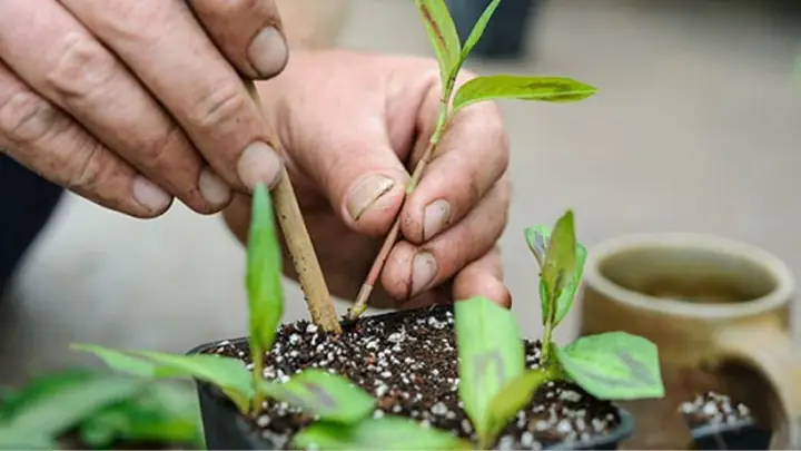 Cách Trồng Rau Răm Tốt Tươi Tại Nhà: Từ A-Z Cho Người Mới Bắt Đầu Cách Trồng Rau Răm Tốt Tươi Tại Nhà: Từ A-Z Cho Người Mới Bắt Đầu