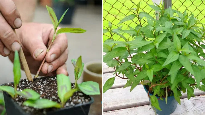 Cách Trồng Rau Răm Tốt Tươi Tại Nhà: Từ A-Z Cho Người Mới Bắt Đầu Cách Trồng Rau Răm Tốt Tươi Tại Nhà: Từ A-Z Cho Người Mới Bắt Đầu