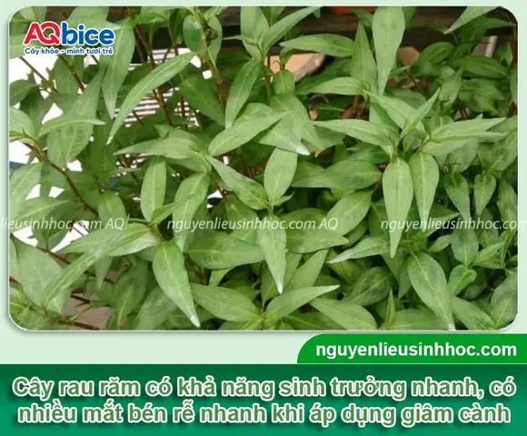 Cách Trồng Rau Răm Bằng Hạt: Hướng Dẫn Chi Tiết Từ A-Z Cho Người Mới Bắt Đầu
