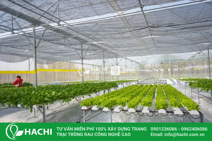 Hướng Dẫn Chi Tiết Cách Trồng Rau Sạch Để Bán Hiệu Quả, Ít Vốn Hướng Dẫn Chi Tiết Cách Trồng Rau Sạch Để Bán Hiệu Quả, Ít Vốn