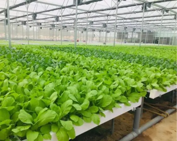 Hướng Dẫn Chi Tiết Cách Trồng Rau Sạch Để Bán Hiệu Quả, Ít Vốn Hướng Dẫn Chi Tiết Cách Trồng Rau Sạch Để Bán Hiệu Quả, Ít Vốn
