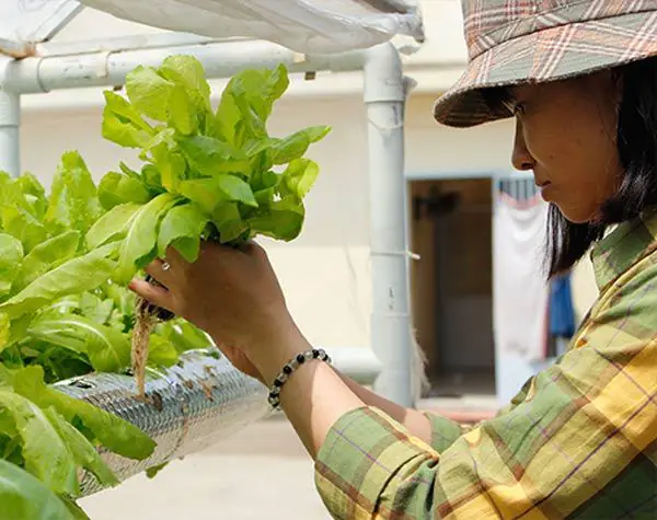 Hướng Dẫn Chi Tiết Cách Trồng Rau Sạch Không Cần Đất Tại Nhà
