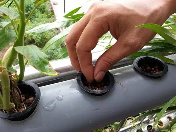 Hướng Dẫn Chi Tiết Cách Trồng Rau Sạch Không Cần Đất Tại Nhà