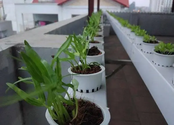 Hướng Dẫn Chi Tiết Cách Trồng Rau Sạch Không Cần Đất Tại Nhà