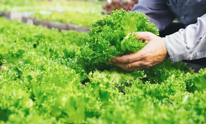 Cách Trồng Rau Theo Mùa Hiệu Quả: Chọn Đúng Loại Rau Cho Từng Thời Điểm Cách Trồng Rau Theo Mùa Hiệu Quả: Chọn Đúng Loại Rau Cho Từng Thời Điểm