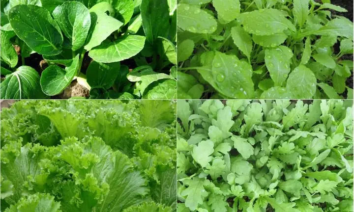 Cách Trồng Rau Theo Mùa Hiệu Quả: Chọn Đúng Loại Rau Cho Từng Thời Điểm Cách Trồng Rau Theo Mùa Hiệu Quả: Chọn Đúng Loại Rau Cho Từng Thời Điểm