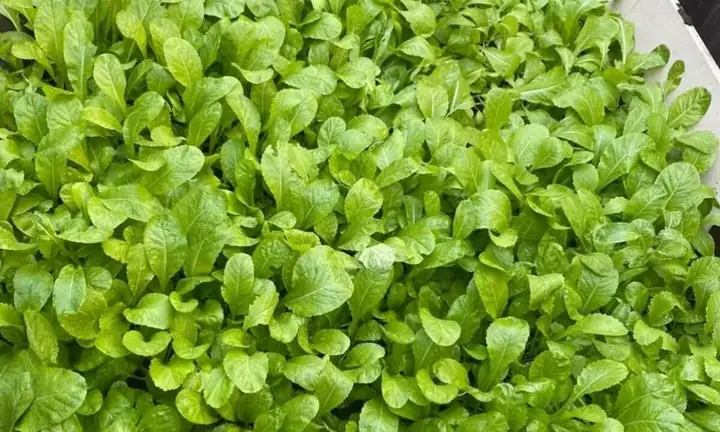 Cách Trồng Rau Theo Mùa Hiệu Quả: Chọn Đúng Loại Rau Cho Từng Thời Điểm Cách Trồng Rau Theo Mùa Hiệu Quả: Chọn Đúng Loại Rau Cho Từng Thời Điểm