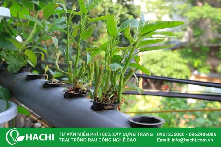Hướng Dẫn Trồng Rau Thủy Canh Tại Nhà Đơn Giản Từ A-Z Hướng Dẫn Trồng Rau Thủy Canh Tại Nhà Đơn Giản Từ A-Z
