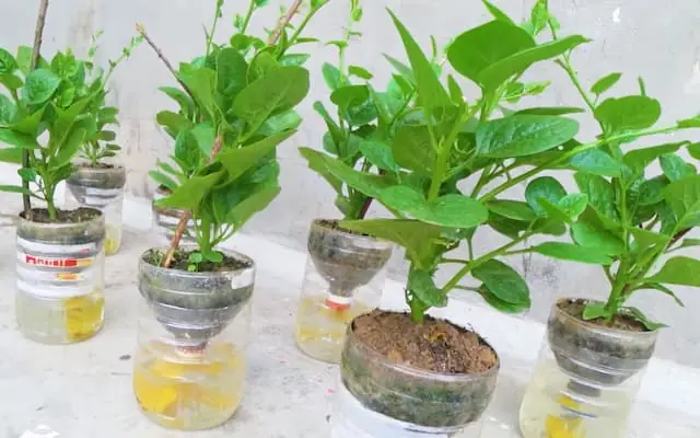 Cách Trồng Rau Thủy Canh Bằng Chai Nhựa Tái Chế: Hướng Dẫn Chi Tiết Cho Người Mới Bắt Đầu