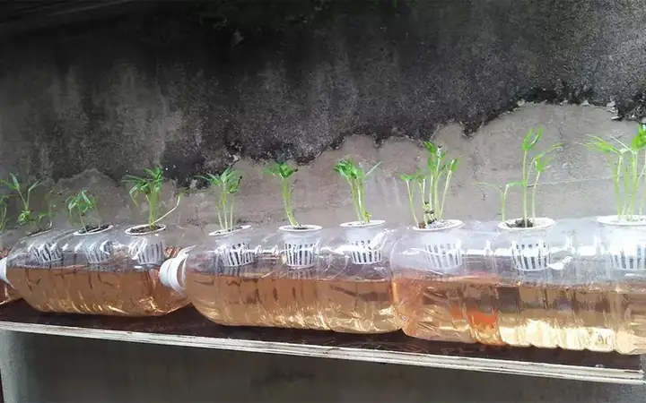 Cách Trồng Rau Thủy Canh Bằng Chai Nhựa Tái Chế: Hướng Dẫn Chi Tiết Cho Người Mới Bắt Đầu