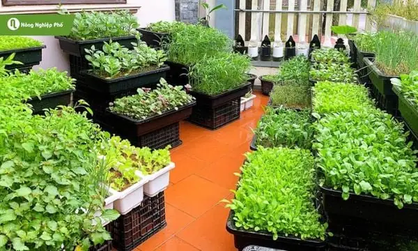 Trồng Rau Sân Thượng: Hướng Dẫn Từ A-Z Cho Người Mới Bắt Đầu Hiệu Quả
