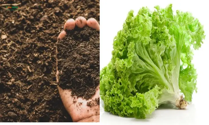 Hướng Dẫn Trồng Xà Lách Xoăn Tím Tại Nhà Chi Tiết A-Z