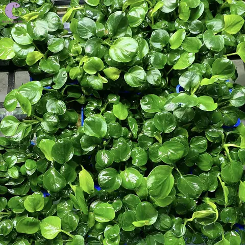 Cách Trồng Ráy Lá Nhỏ (anubias Nana Petite) Cho Hồ Thủy Sinh Xanh Mướt Cách Trồng Ráy Lá Nhỏ (anubias Nana Petite) Cho Hồ Thủy Sinh Xanh Mướt