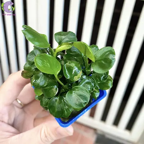 Cách Trồng Ráy Lá Nhỏ (anubias Nana Petite) Cho Hồ Thủy Sinh Xanh Mướt Cách Trồng Ráy Lá Nhỏ (anubias Nana Petite) Cho Hồ Thủy Sinh Xanh Mướt