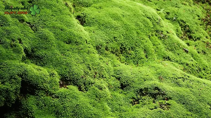 Rêu Nhung: Hướng Dẫn Trồng, Chăm Sóc Chi Tiết Và Ứng Dụng Phổ Biến Rêu Nhung: Hướng Dẫn Trồng, Chăm Sóc Chi Tiết Và Ứng Dụng Phổ Biến