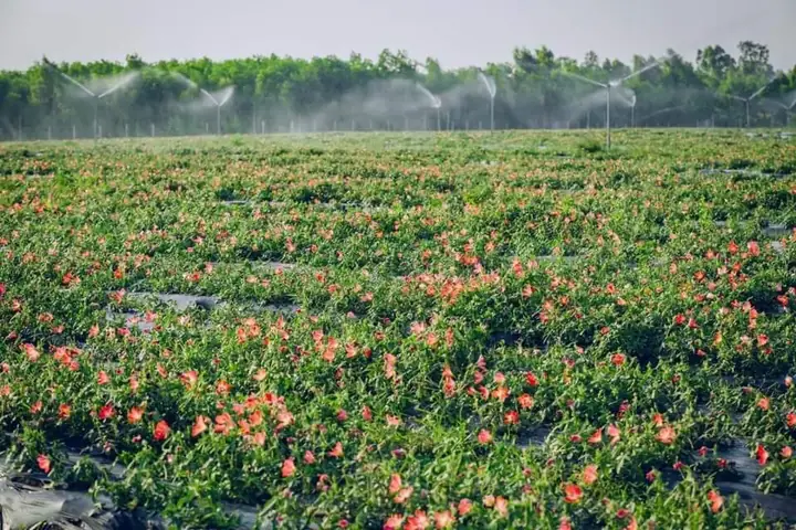 Hướng Dẫn Chi Tiết Cách Trồng Sâm Bố Chính Đạt Năng Suất Cao Hướng Dẫn Chi Tiết Cách Trồng Sâm Bố Chính Đạt Năng Suất Cao