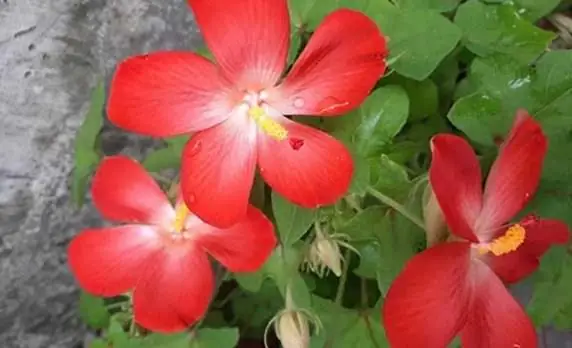 Hướng Dẫn Chi Tiết Cách Trồng Sâm Bố Chính Đạt Năng Suất Cao Hướng Dẫn Chi Tiết Cách Trồng Sâm Bố Chính Đạt Năng Suất Cao