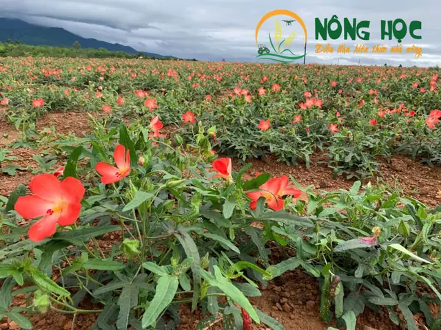 Hướng Dẫn Chi Tiết Cách Trồng Sâm Bố Chính Đạt Năng Suất Cao Hướng Dẫn Chi Tiết Cách Trồng Sâm Bố Chính Đạt Năng Suất Cao