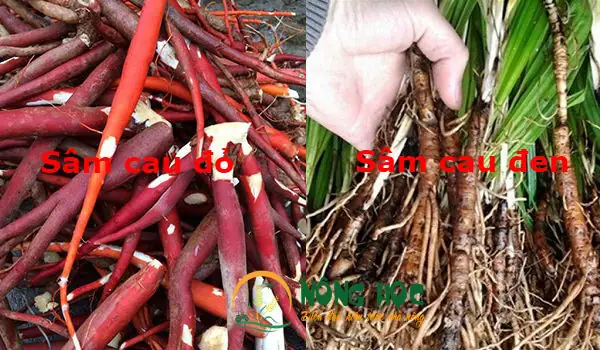 Hướng Dẫn Chi Tiết Cách Trồng Sâm Cau Hiệu Quả Từ A-Z Hướng Dẫn Chi Tiết Cách Trồng Sâm Cau Hiệu Quả Từ A-Z