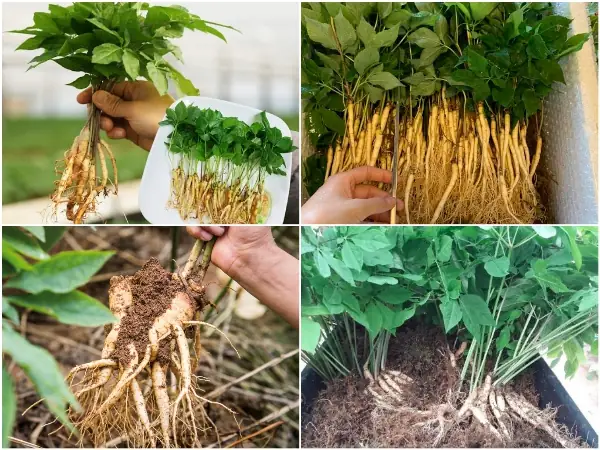 Cách Trồng Sâm Hàn Quốc Đạt Năng Suất Cao Tại Nhà Đúng Kỹ Thuật Cách Trồng Sâm Hàn Quốc Đạt Năng Suất Cao Tại Nhà Đúng Kỹ Thuật
