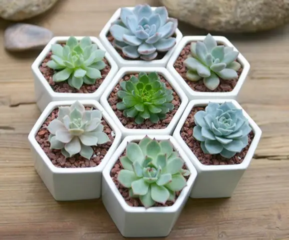 Hướng Dẫn Trồng Sen Đá Đúng Cách Cho Người Mới Bắt Đầu, Từ A-Z